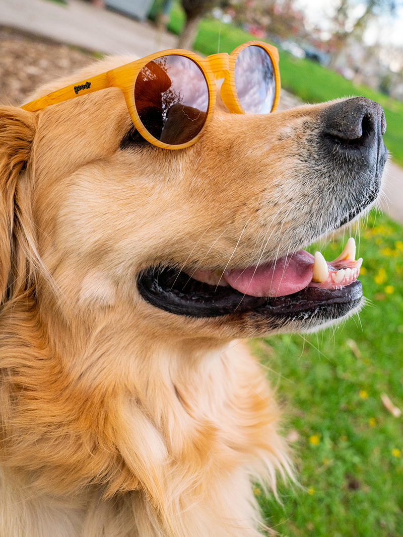 Goodr Bodhi's Ultimate Ride CG-GD-BR1-NR